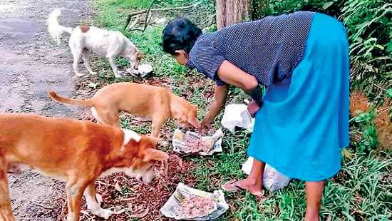 One woman’s heroic struggle to feed 120 dogs