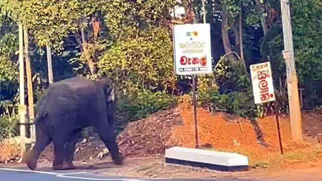 Wild elephants roam, school children on holiday