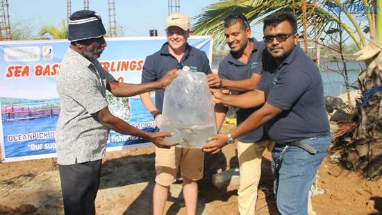 Oceanpick donates Seabass fingerlings in support of smallholder fishing communities in Sri Lanka