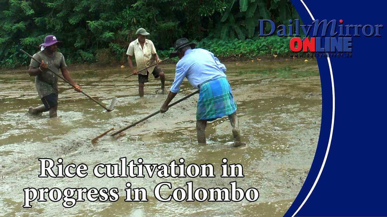 Rice cultivation in progress in Colombo