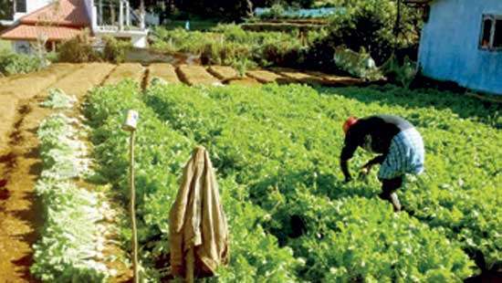 Vegetable cultivators in Nuwara Eliya Injustice of middlemen cause heavy losses  to vege cultivators