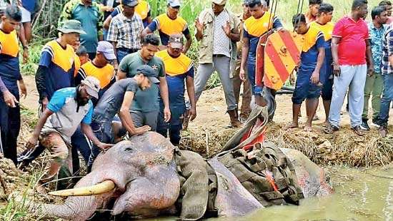Helplessly standing between gun barrel and  the next elephant