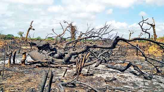 Sri Lanka’s Two-Faced Policy Climate Justice at the UN, Deforestation at Home