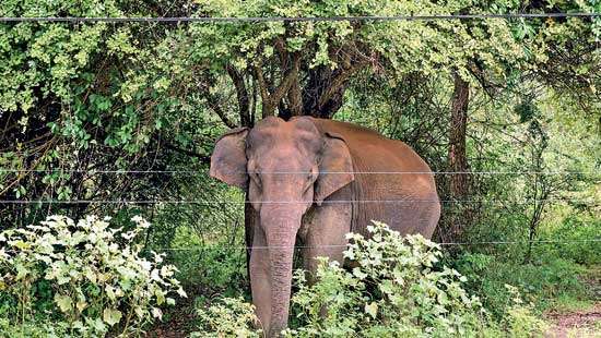 Sri Lanka’s vanishing Elephant Corridors