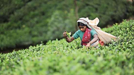 Tea output projected to recover this year