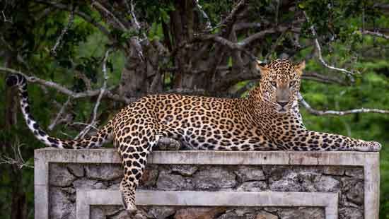 Poaching at Kumana National Park; Commonly sighted  leopard Ritta missing from its territory?