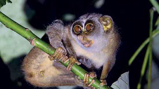 Save Diyagama Rain Forest