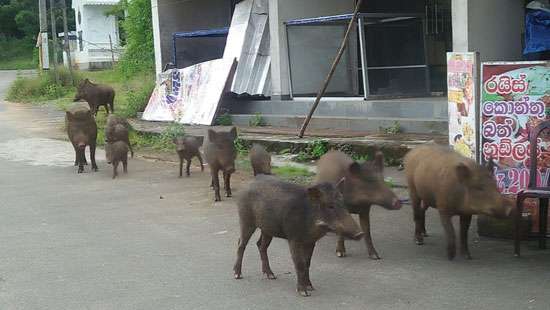 Sounder of wild boar roaming…