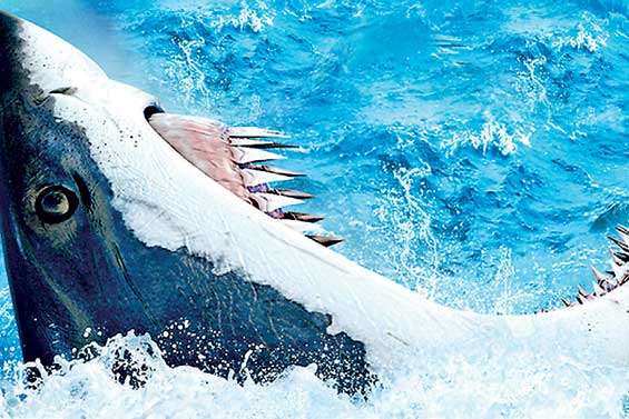 47 METERS  DOWN UNCAGED