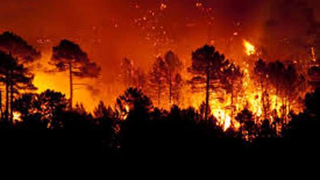 10–15 forest fires reported this year due to hot weather: DMC