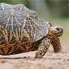 Fined Rs. 35,000 for posessing tortoise