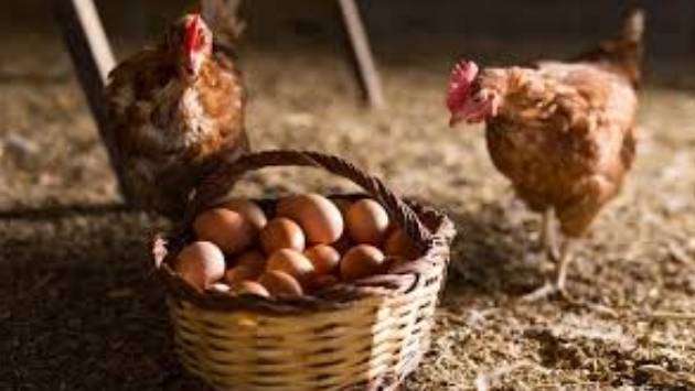 Chicken, eggs prices increasing