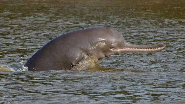 India’s rivers are home to 6,000 dolphins - but they are in trouble