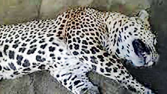 Leopard caught in snare dies while receiving treatment