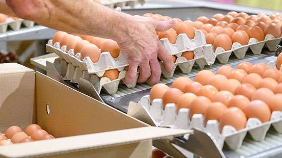 Egg producers say Minister’s move to import eggs similar to what Johnston did