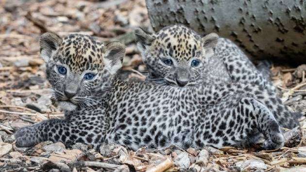 Rare Sri Lankan leopard gives birth to 3 cubs in Singapore Zoo