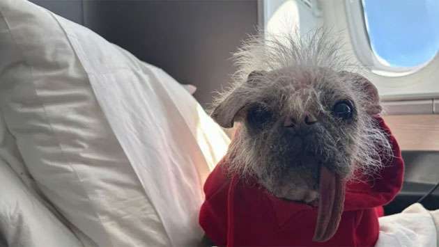 Petition seeks rules change for pets on planes