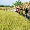 Trade ministry submits rice stock report to President