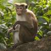 Special unit to address crop damage by toque monkeys and other animals