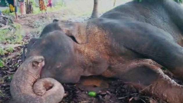 Three suspects remanded over Mihintale elephant death case