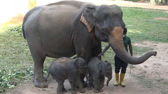 Rare twin baby elephants named