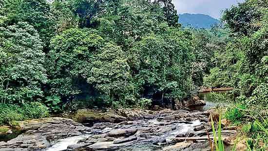 Polluted water sources in Deniyaya lead to meningitis outbreak