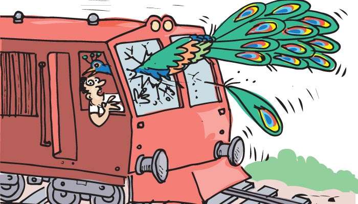 Engine driver injured after Peacock hits the train