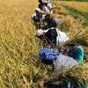 Govt. launches Rs. 10bn subsidised loan for paddy procurement in Maha season