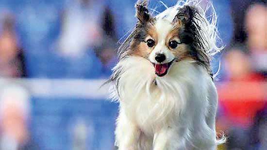 Judging heats up on second day of New York’s Westminster Dog Show