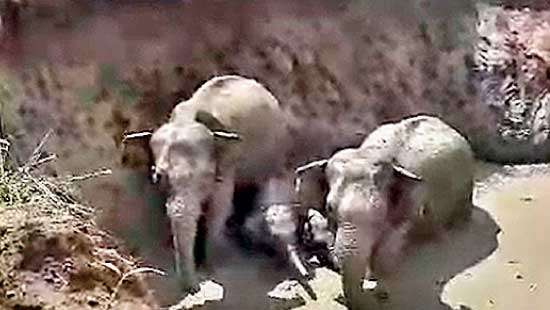 Four elephants trapped in unprotected well rescued