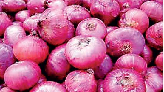 Agriculture Minister calls for report on big onion cultivation
