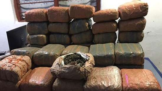 Navy seizes over Rs. 103 Mn worth Kerala cannabis with 3 suspects