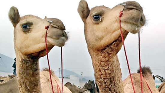 Festival of Faith Culture and Camels..Pushkar