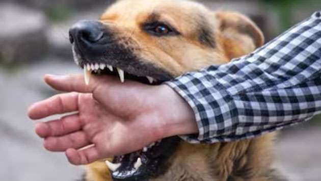 14 rabies deaths reported; Public urged to seek early treatment