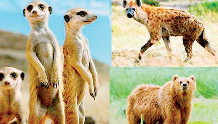 African hyenas to roam Hambantota Safari Park