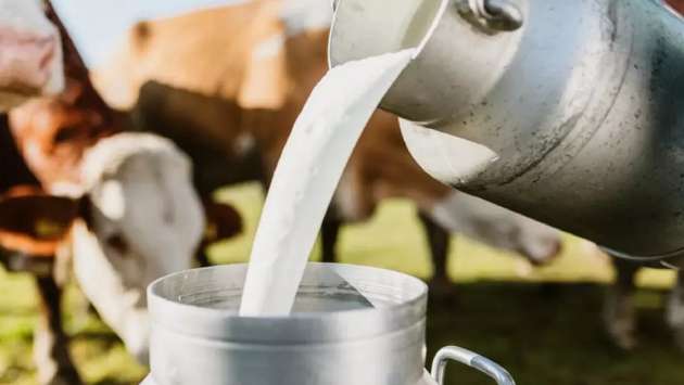 Govt explores measures to boost local dairy industry