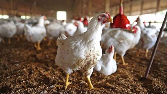 Exercise caution in chicken purchases due to flood contamination: CAA association