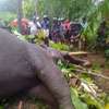 ’Deega Danthu 1’ most beautiful elephant in Kalawewa National Park found dead