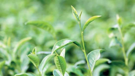 National tea sale average rises in July but declines YoY