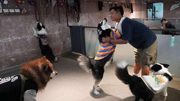 Preschools for puppies