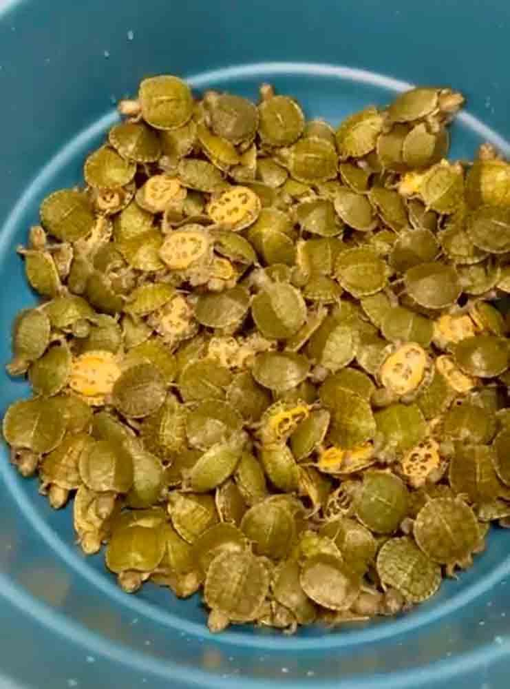 Customs seize 3,500 invasive aquatic organisms from Thailand at BIA ...