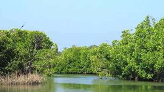 Govt. to conserve Muthurajawela wetland as protected zone and to hand over to Wildlife Dept.:Amaraweera