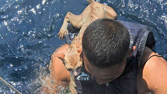 Four cats rescued from a sinking ship