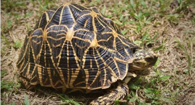 Fined Rs. 35,000 for possessing tortoise