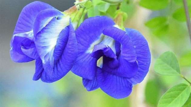 The ’magical’ blue flower changing farmers’ fortunes in India