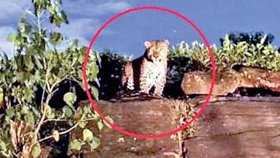 Leopard terrorizes people in Shanon Estate, Watawala