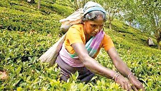 Tea production expected to rebound in second quarter