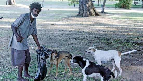 Stray dogs at Viharamaha Devi Park Mongrel menace!