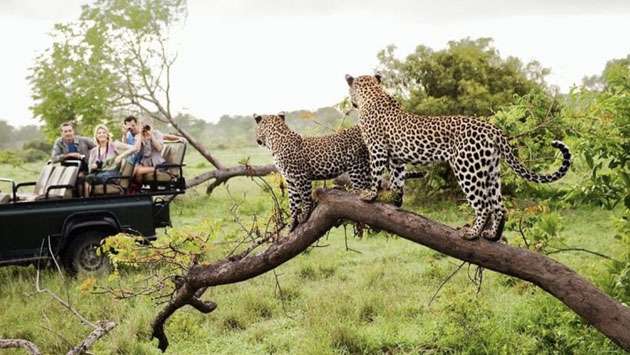 Sri Lanka’s wildlife parks face dual threat of overcrowding and neglect, audit reveals
