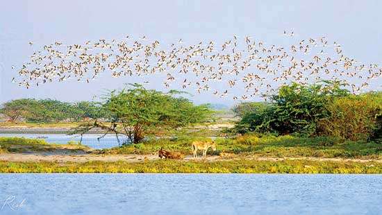 Will the Mannar wind power project kill ecological treasures?